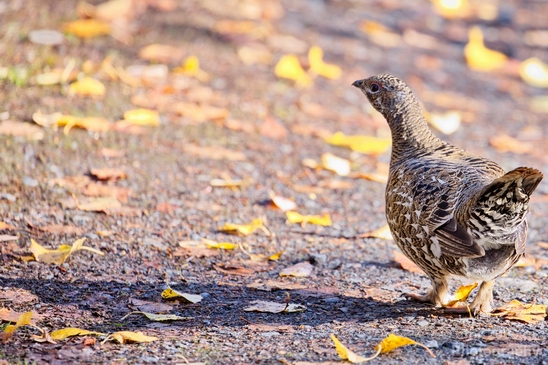 Ruffed_grouse_Alaska_wild_life_nature_Usa_Photography_002_Canon_EOS_5D_Mark_IV.JPG