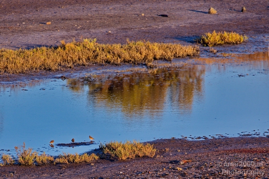 San_Diego_Bay_National_Wildlife_Refuge_California_nature_Usa_Photography_001_Canon_EOS_5D_Mark_IV.JPG
