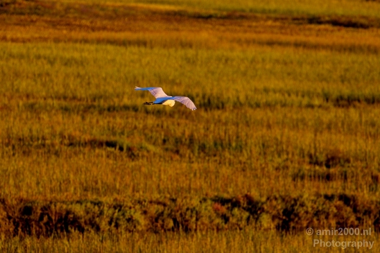 San_Diego_Bay_National_Wildlife_Refuge_California_nature_Usa_Photography_003_Canon_EOS_5D_Mark_IV.JPG