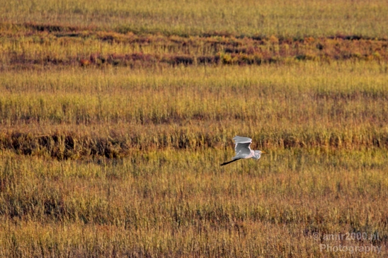 San_Diego_Bay_National_Wildlife_Refuge_California_nature_Usa_Photography_004_Canon_EOS_5D_Mark_IV.JPG