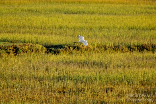 San_Diego_Bay_National_Wildlife_Refuge_California_nature_Usa_Photography_005_Canon_EOS_5D_Mark_IV.JPG