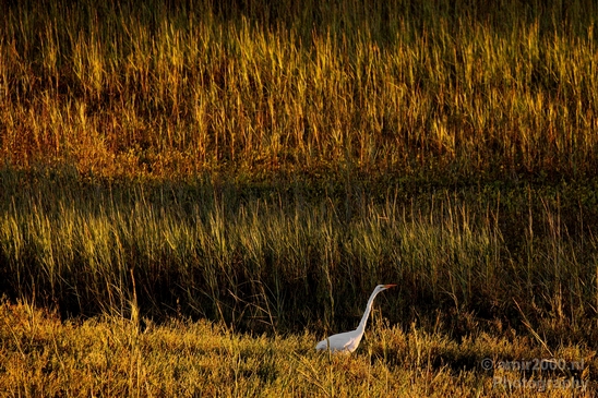 San_Diego_Bay_National_Wildlife_Refuge_California_nature_Usa_Photography_006_Canon_EOS_5D_Mark_IV.JPG