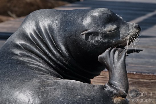 Sealion_Usa_Nature_Photography_001_Canon_EOS_7D.JPG