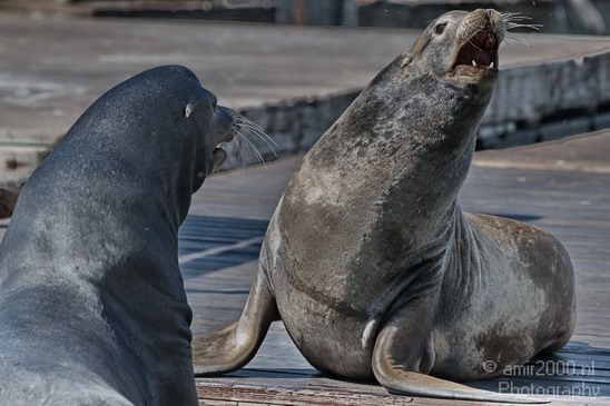 Sealion_Usa_Nature_Photography_002_Canon_EOS_7D.JPG