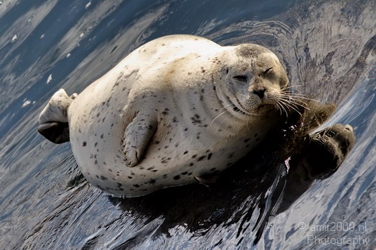 Sealion_Usa_Nature_Photography_003_Canon_EOS_7D.JPG