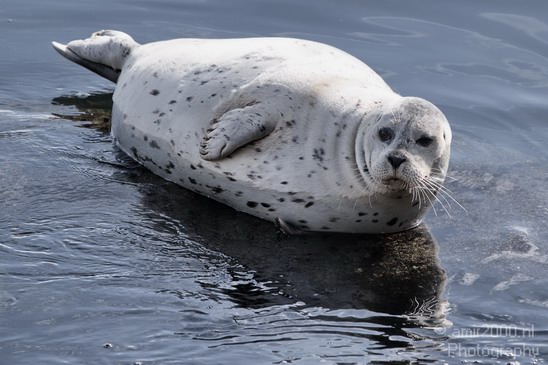 Sealion_Usa_Nature_Photography_005_Canon_EOS_7D.JPG