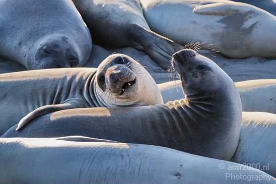 Sealion_Usa_Nature_Photography_006_Canon_EOS_7D.JPG