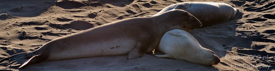 Sealion_Usa_Nature_Photography_007_Canon_EOS_7D.JPG