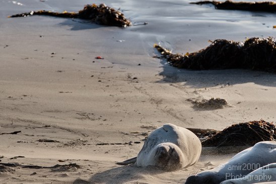 Sealion_Usa_Nature_Photography_008_Canon_EOS_7D.JPG