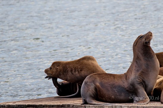 Sealion_Usa_Nature_Photography_011_Canon_EOS_7D.JPG