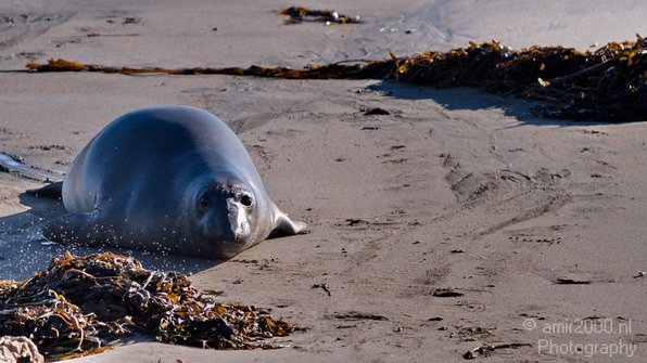 Sealion_Usa_Nature_Photography_013_Canon_EOS_7D.JPG