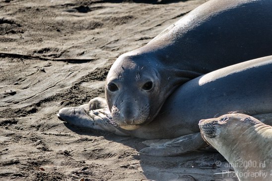 Sealion_Usa_Nature_Photography_015_Canon_EOS_7D.JPG