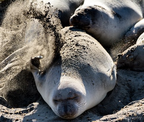 Sealion_Usa_Nature_Photography_016_Canon_EOS_7D.JPG