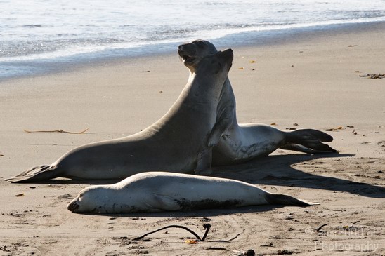 Sealion_Usa_Nature_Photography_018_Canon_EOS_7D.JPG