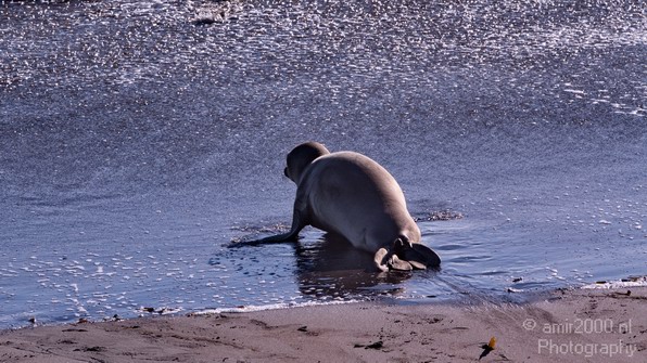 Sealion_Usa_Nature_Photography_019_Canon_EOS_7D.JPG