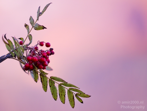 Seward_Alaska_landscape_nature_fall_autumn_Usa_Photography_041_Canon_EOS_5D_Mark_IV.JPG