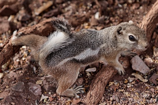 Squirrel_Usa_Nature_Photography_004_Canon_EOS_7D.JPG