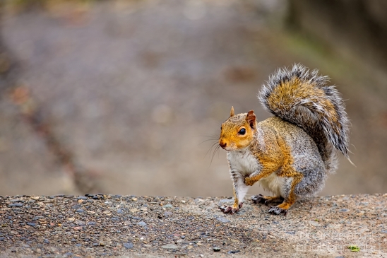 Squirrels_Rodents_Des_Moines_Beach_Park_Seattle_Southside_Washington_state_nature_Usa_Photography_001_Canon_EOS_5D_Mark_IV.JPG
