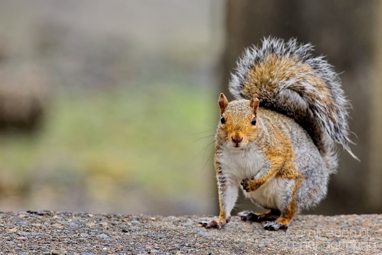 Squirrels_Rodents_Des_Moines_Beach_Park_Seattle_Southside_Washington_state_nature_Usa_Photography_002_Canon_EOS_5D_Mark_IV.JPG