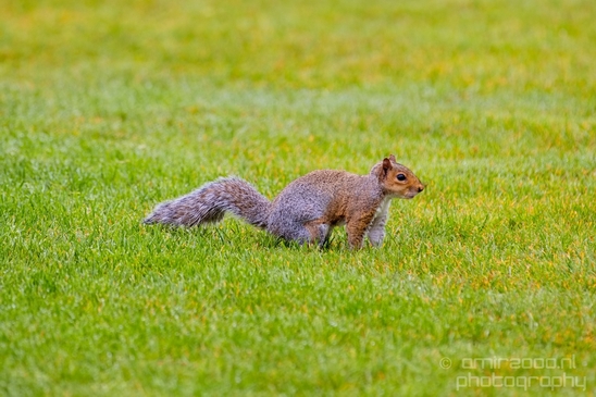 Squirrels_Rodents_Des_Moines_Beach_Park_Seattle_Southside_Washington_state_nature_Usa_Photography_003_Canon_EOS_5D_Mark_IV.JPG