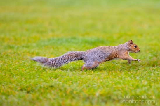Squirrels_Rodents_Des_Moines_Beach_Park_Seattle_Southside_Washington_state_nature_Usa_Photography_004_Canon_EOS_5D_Mark_IV.JPG