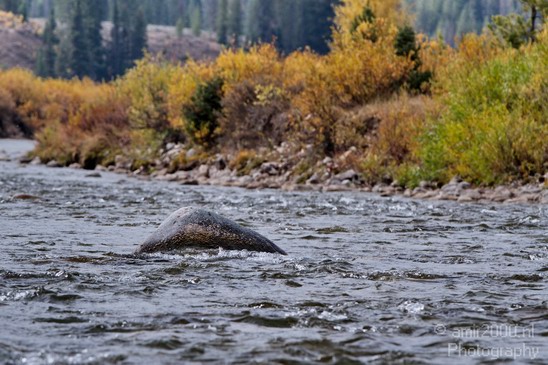Teton_Yellowstone_national_park_usa_Nature_Photography_010_Canon_EOS_7D.JPG