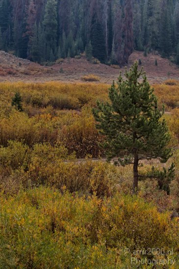 Teton_Yellowstone_national_park_usa_Nature_Photography_012_Canon_EOS_7D.JPG