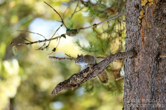 Tree_Squirrel_Rodents_wildlife_Idaho_USA_nature_Photography_001_Canon_EOS_5D_Mark_IV.JPG