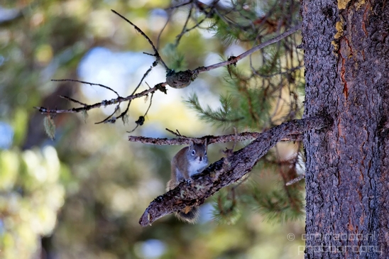 Tree_Squirrel_Rodents_wildlife_Idaho_USA_nature_Photography_002_Canon_EOS_5D_Mark_IV.JPG