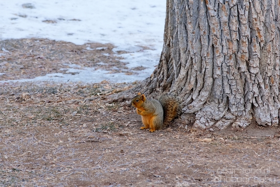 Tree_Squirrel_Rodents_wildlife_Idaho_USA_nature_Photography_003_Canon_EOS_5D_Mark_IV.JPG
