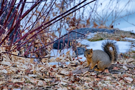 Tree_Squirrel_Rodents_wildlife_Idaho_USA_nature_Photography_004_Canon_EOS_5D_Mark_IV.JPG