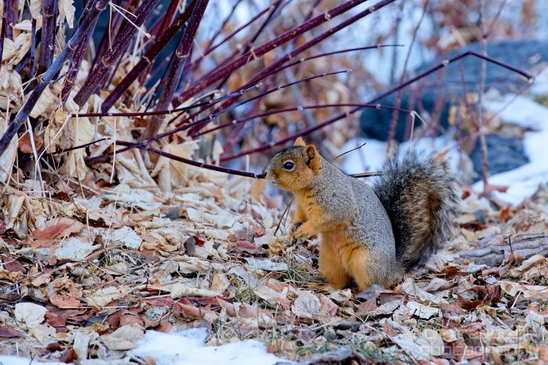 Tree_Squirrel_Rodents_wildlife_Idaho_USA_nature_Photography_005_Canon_EOS_5D_Mark_IV.JPG