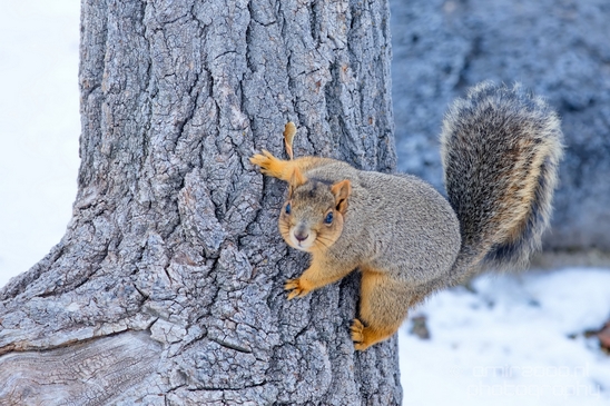 Tree_Squirrel_Rodents_wildlife_Idaho_USA_nature_Photography_006_Canon_EOS_5D_Mark_IV.JPG