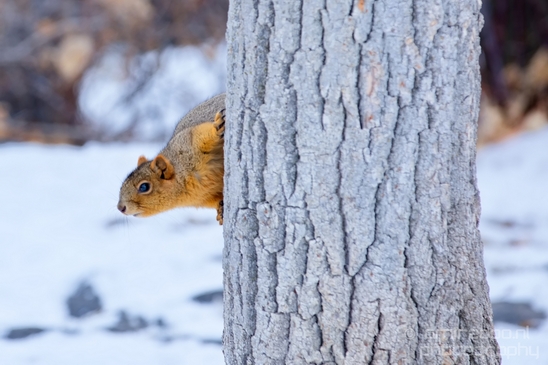 Tree_Squirrel_Rodents_wildlife_Idaho_USA_nature_Photography_007_Canon_EOS_5D_Mark_IV.JPG