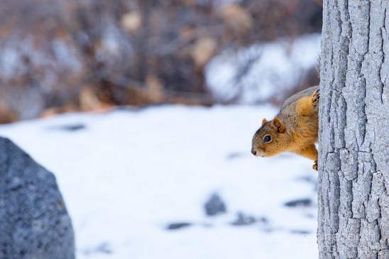 Tree_Squirrel_Rodents_wildlife_Idaho_USA_nature_Photography_008_Canon_EOS_5D_Mark_IV.JPG