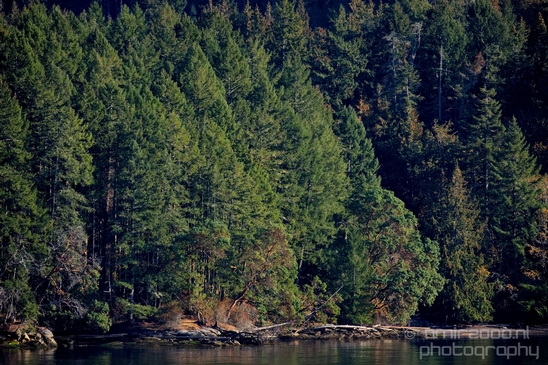 Vancouver_Island_nature_landsacpe_British_Columbia_Canada_Usa_Photography_032_Canon_EOS_5D_Mark_IV.JPG