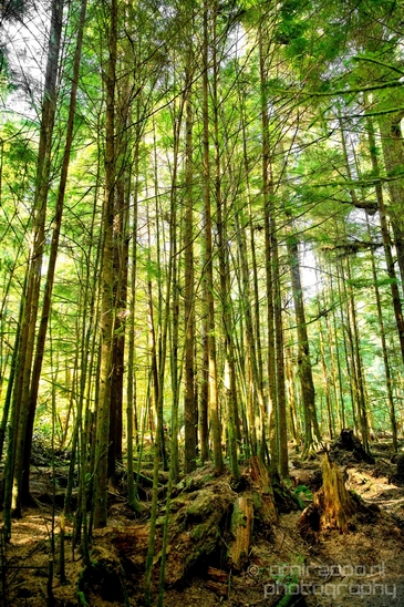 Vancouver_Island_nature_landsacpe_British_Columbia_Canada_Usa_Photography_111_Canon_EOS_5D_Mark_IV.JPG