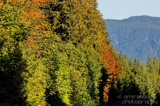 Vancouver_Island_nature_landsacpe_British_Columbia_Canada_Usa_Photography_128_Canon_EOS_5D_Mark_IV.JPG