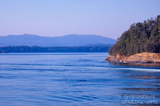 Vancouver_Island_nature_landsacpe_British_Columbia_Canada_Usa_Photography_205_Canon_EOS_5D_Mark_IV.JPG