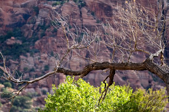 Zion_National_Park_Utah_Usa_Nature_Photography_019_Canon_EOS_7D.JPG