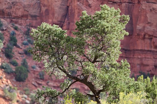 Zion_National_Park_Utah_Usa_Nature_Photography_021_Canon_EOS_7D.JPG