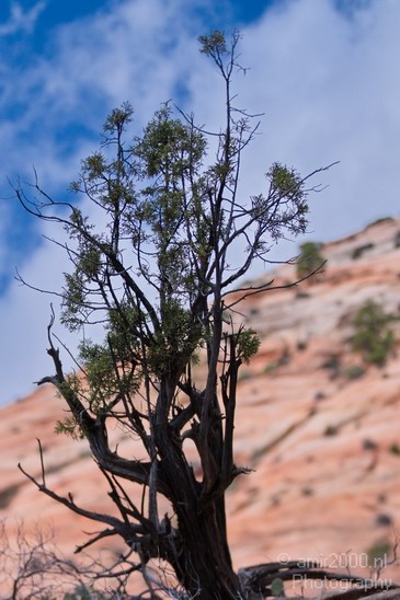 Zion_National_Park_Utah_Usa_Nature_Photography_070_Canon_EOS_7D.JPG