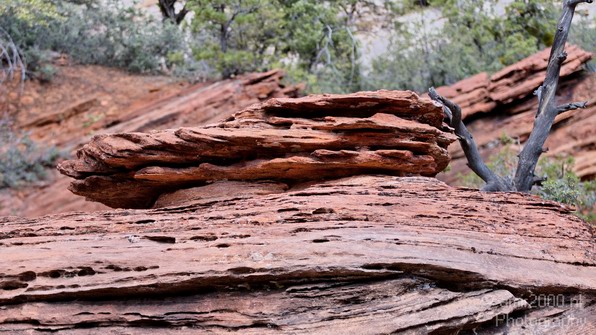Zion_National_Park_Utah_Usa_Nature_Photography_073_Canon_EOS_7D.JPG