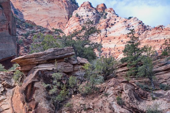 Zion_National_Park_Utah_Usa_Nature_Photography_074_Canon_EOS_7D.JPG