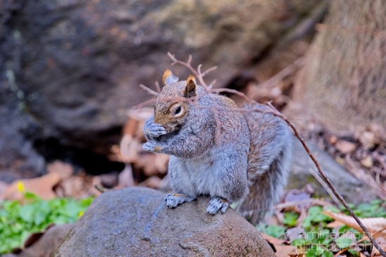 squirrels_nature_Central_park_NYC_USA_Photography_002_Canon_EOS_5D_Mark_IV.JPG