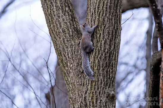 squirrels_nature_Central_park_NYC_USA_Photography_003_Canon_EOS_5D_Mark_IV.JPG