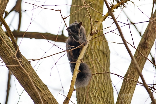 squirrels_nature_Central_park_NYC_USA_Photography_004_Canon_EOS_5D_Mark_IV.JPG