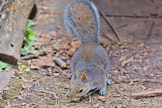 squirrels_nature_Central_park_NYC_USA_Photography_005_Canon_EOS_5D_Mark_IV.JPG