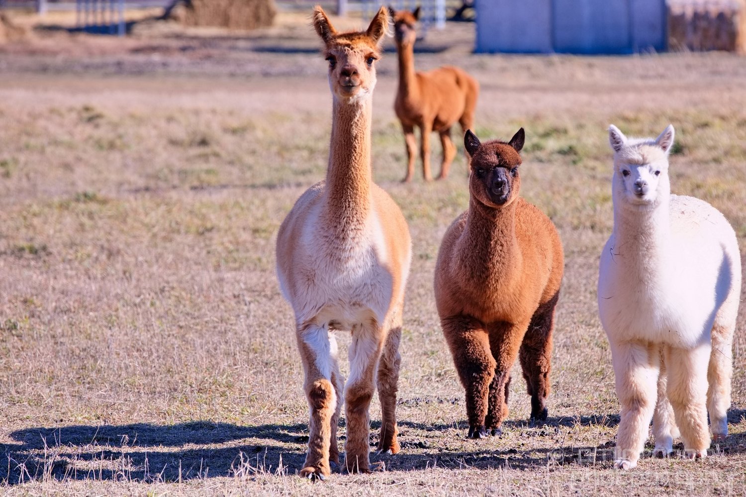 Alpaca Lama pacos nature Idaho Falls USA in Idaho USA from usa nature series Photo 5
