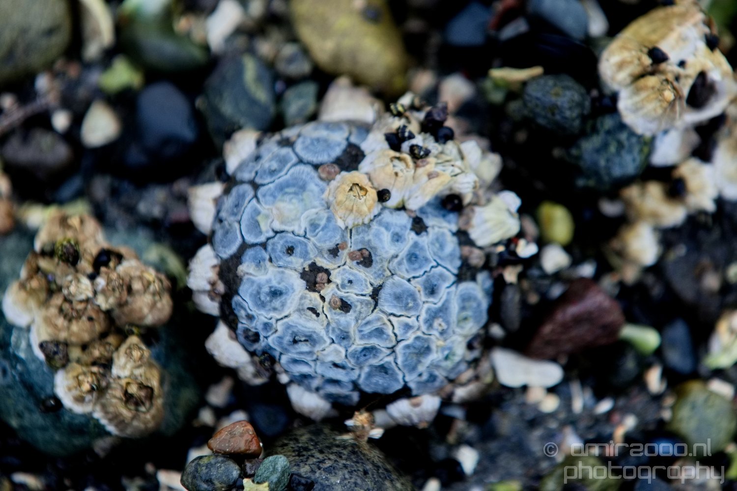 Des Moines Beach Park Seattle Southside Washington state nature landscape Usa in Seattle Washington USA Photo 54